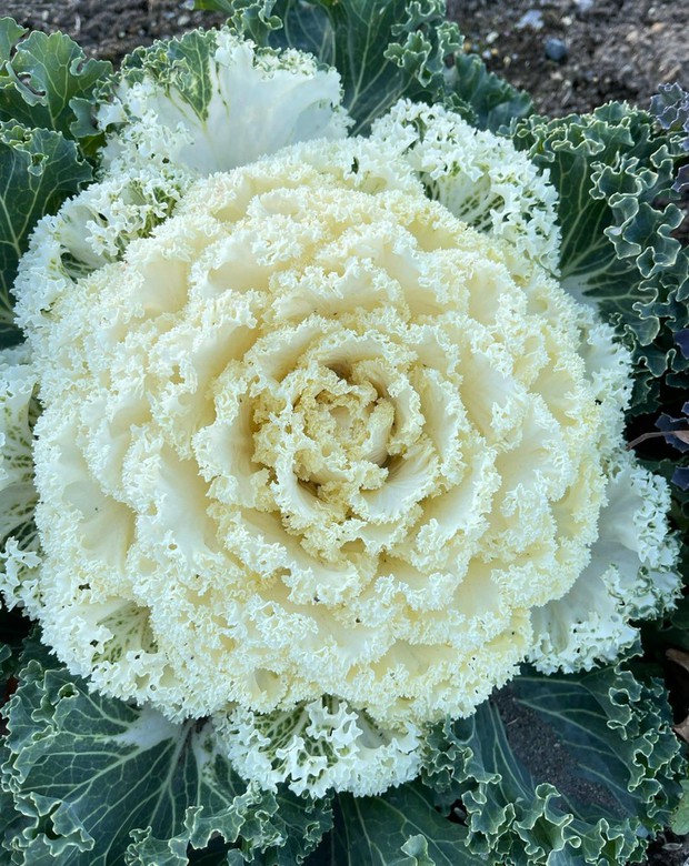 Ngắm vườn bắp cải hoa hồng đẹp mê mẩn của mẹ Việt - Ảnh 2.