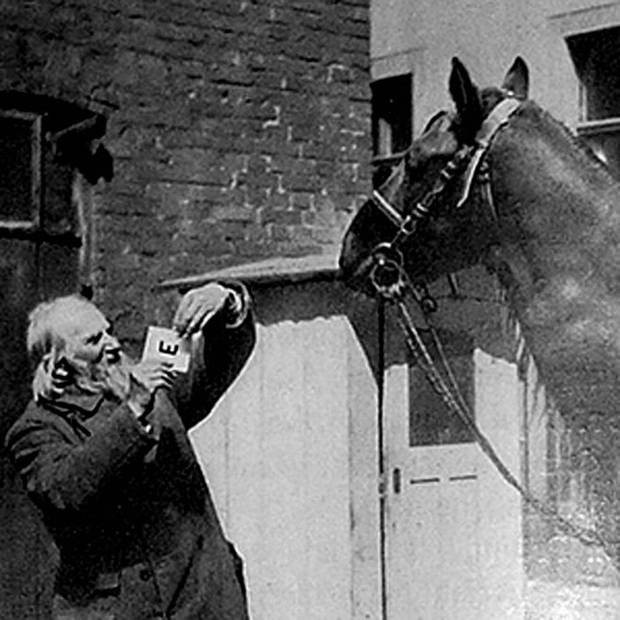 Hans: Chú ngựa thiên tài biết đọc và đếm - Ảnh 2.