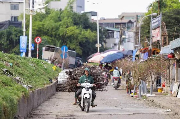 Hoa rừng xuống phố, người dân thủ đô chi hàng triệu đồng để chơi Tết sớm - Ảnh 10.