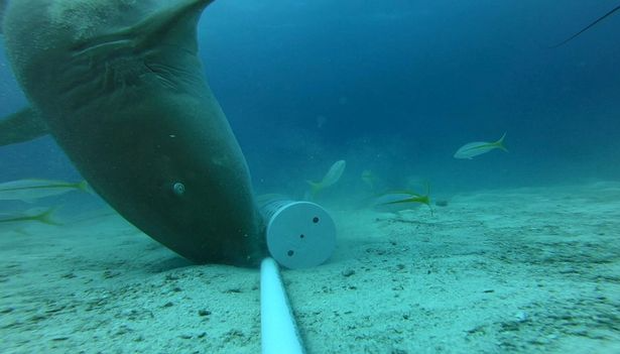 Phát hiện kỳ thú về các sát thủ đại dương: Bơi mỏi rồi, cá mập chuyển sang đi bộ dưới đáy biển - Ảnh 3.