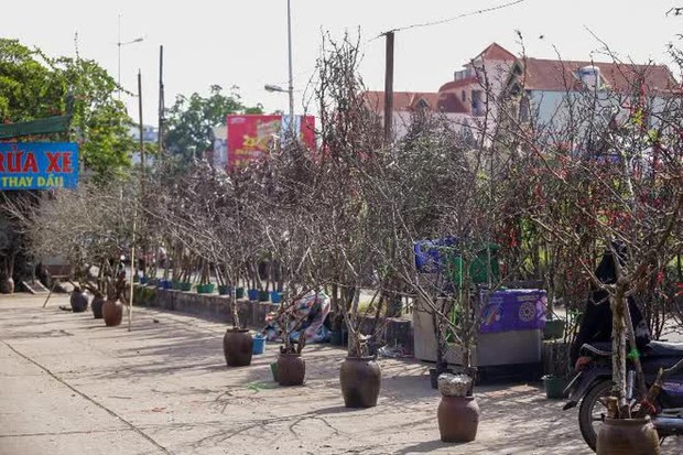 Hoa rừng xuống phố, người dân thủ đô chi hàng triệu đồng để chơi Tết sớm - Ảnh 8.
