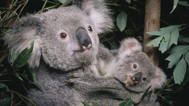 Gấu Koala vào danh sách có nguy cơ tuyệt chủng - Ảnh 1.
