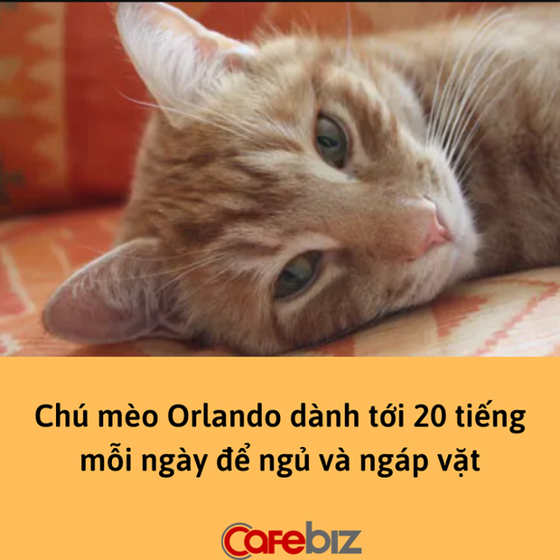 Loạt nhà đầu tư chuyên nghiệp đánh chứng khoán thua xa 1 chú mèo: Đạt lợi nhuận vượt trội dù dành tới 20 giờ mỗi ngày để ngủ và ngáp vặt - Ảnh 1.