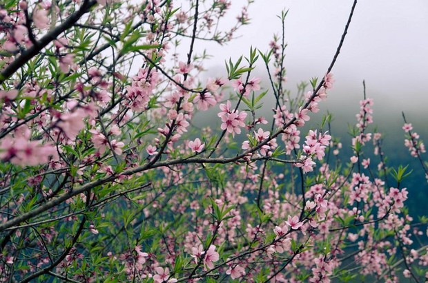 Ra Tết du xuân ngẩn ngơ với những mùa hoa núi rừng mướt mắt - Ảnh 3.