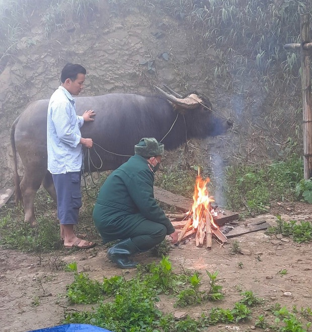 Trâu bò liên tiếp chết vì giá rét, người dân nuốt nước mắt xẻ thịt bán rẻ gỡ gạc ít vốn - Ảnh 4.