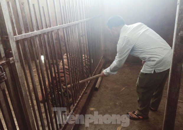 Vụ giải cứu 17 cá thể hổ ở Nghệ An: Một vườn thú ở Hà Nội nhận nuôi - Ảnh 1.
