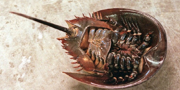 Surprisingly, the blue liquid that was thought to be Quang Ninh's famous specialty, turned out to be this animal's blood? - Photo 4. Surprisingly, the blue liquid that was thought to be Quang Ninh's famous specialty, turned out to be this animal's blood? - Photo 4.