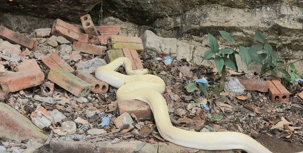 The Origin of the White Snake Appears at the Mau Temple - Photo 2.