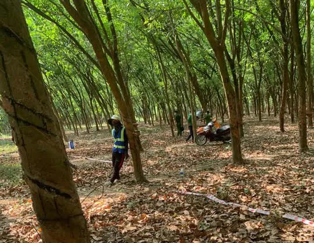 The woman with her head covered died in the Dong Nai rubber lot - Photo 2.