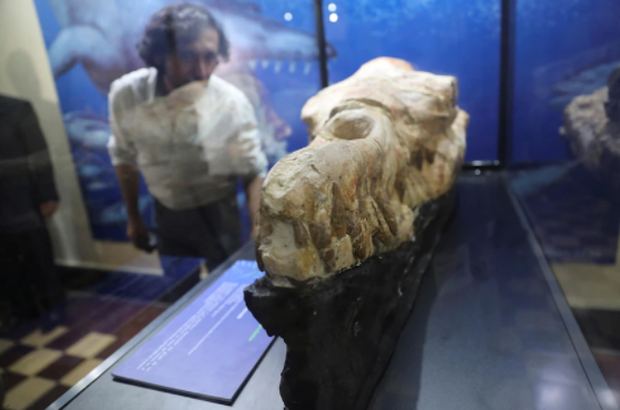 Hộp sọ quái vật biển ở Peru cho thấy loài động vật ăn thịt cổ đại đáng sợ - Ảnh 1.