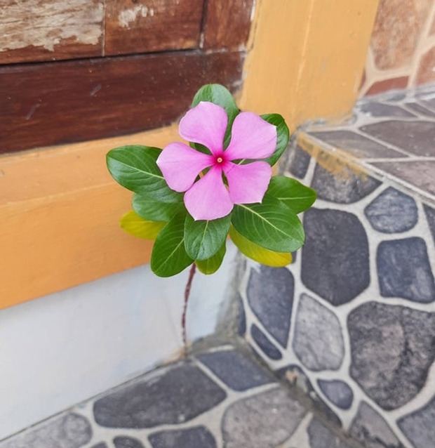 15 phát hiện bất ngờ và đáng yêu mà chắc hiếm lắm mới thấy, phải chụp để khoe ngay với mọi người - Ảnh 9. 15 phát hiện bất ngờ và đáng yêu mà chắc hiếm lắm mới thấy, phải chụp để khoe ngay với mọi người - Ảnh 9.