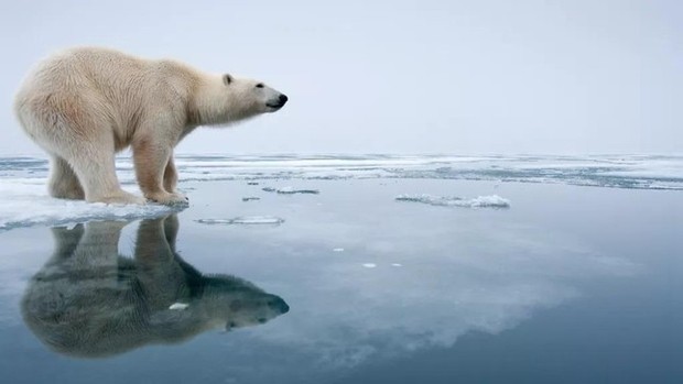 Tại sao Nam Cực có hải cẩu, cá voi mà không có gấu? - Ảnh 1.
