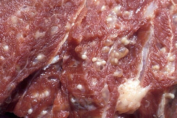 Thịt lợn ngon, có giá trị dinh dưỡng cao nhưng có 4 loại thịt lợn hỏng, nhiễm sán tuyệt đối đừng nên mua và tiêu thụ - Ảnh 4.