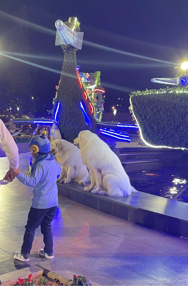 Xôn xao 2 chú chó nổi tiếng Đà Lạt bị chủ ngược đãi: Đánh bốp bốp nếu không nghe lời, bục mặt kiếm tiền 10k/ lượt chụp ảnh - Ảnh 1. Xôn xao 2 chú chó nổi tiếng Đà Lạt bị chủ ngược đãi: Đánh bốp bốp nếu không nghe lời, bục mặt kiếm tiền 10k/ lượt chụp ảnh - Ảnh 1.
