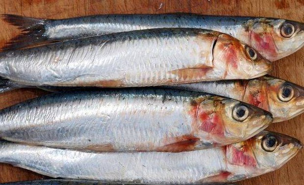 Đi mua cá nên tránh chọn 3 loại này vì dễ chứa nhiều kim loại nặng, ăn vào không tốt lại còn phí tiền - Ảnh 1.
