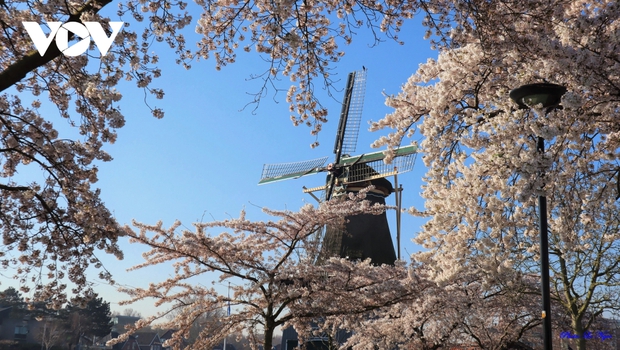 Hà Lan đẹp nao lòng giữa mùa hoa anh đào - Ảnh 11.