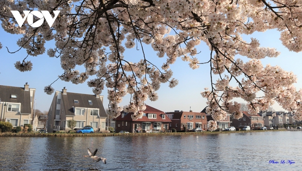 Hà Lan đẹp nao lòng giữa mùa hoa anh đào - Ảnh 13.