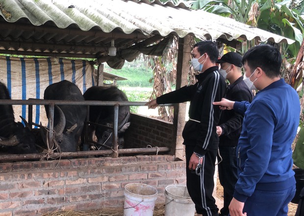 Phú Thọ: Bắt 2 đối tượng chuyên trộm trâu bò về mở trang trại chăn nuôi