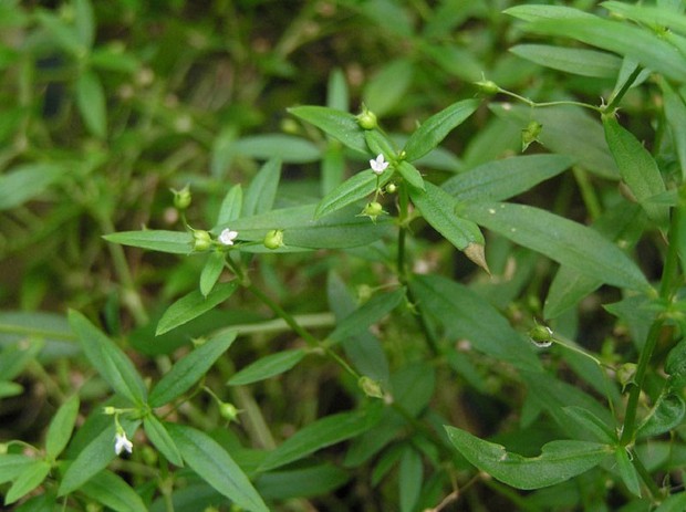 5 loại cây nên cẩn thận khi trồng gần nhà kẻo dẫn dụ rắn đến phá phách, nhiều cây có mùi rất thơm nhưng lại nguy hiểm không ngờ - Ảnh 1. 5 loại cây nên cẩn thận khi trồng gần nhà kẻo dẫn dụ rắn đến phá phách, nhiều cây có mùi rất thơm nhưng lại nguy hiểm không ngờ - Ảnh 1.