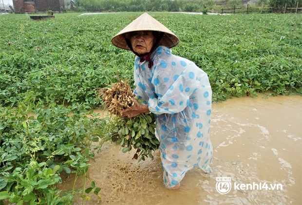 Nông dân Quảng Nam khóc ròng vì trận mưa lớn trái mùa, vất vả lội nước vớt nông sản chạy lụt - Ảnh 6.