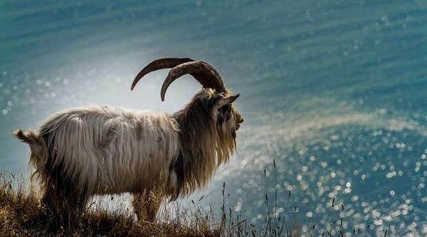 Horoscope for the new week April 11 - April 17: 2 zodiac animals are in full bloom, 6 animals receive blessings from heaven - Photo 5. Horoscope for the new week April 11 - April 17: 2 zodiac animals are in full bloom, 6 animals receive blessings from heaven - Photo 5.