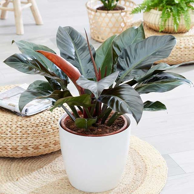 Người giàu thích đặt 4 loại cây này bên bàn thờ để cầu bình an, thu hút tiền tài vượng khí - Ảnh 8.
