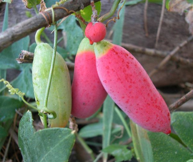 Stirring clip of a girl picking poisonous berries to eat, many people rush to stop but what's the truth?  - Photo 8.