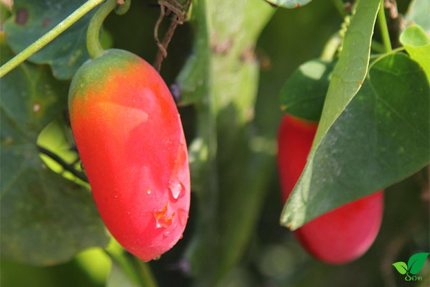 Stirring clip of a girl picking poisonous berries to eat, many people rush to stop but what's the truth?  - Photo 9.