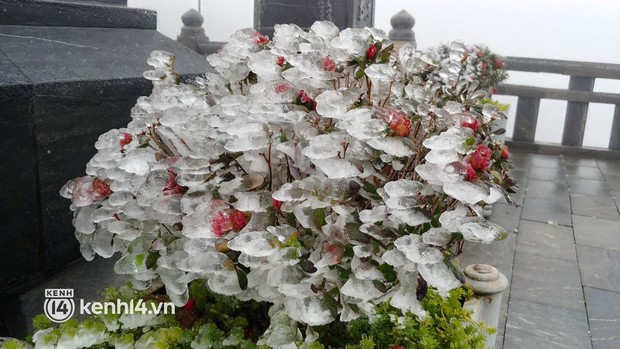 Rhododendron blooms brilliantly in the ice on the top of Fansipan - Photo 4.