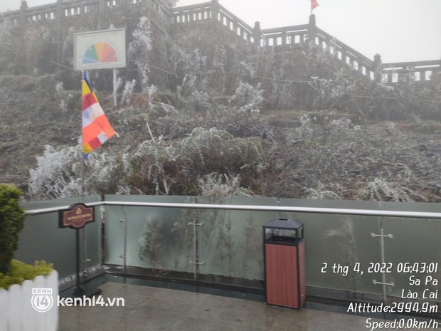 Rhododendron blooms brilliantly in the ice on the top of Fansipan - Photo 3.