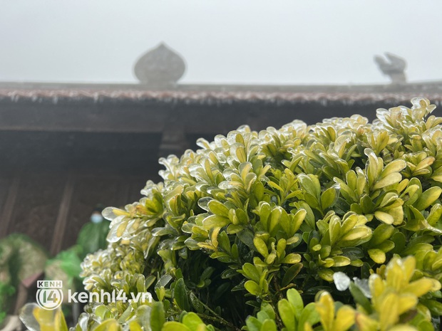 Rhododendron blooms brilliantly in the ice on the top of Fansipan - Photo 2.