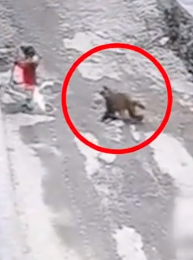 Clip: The 3-year-old boy was dragged by a wild monkey by his shirt, fortunately his neighbors rescued him in time - Photo 2.