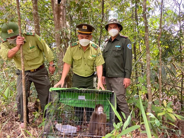 Phát hiện trăn đất quý hiếm bò vào sân bay Đà Nẵng - Ảnh 2.