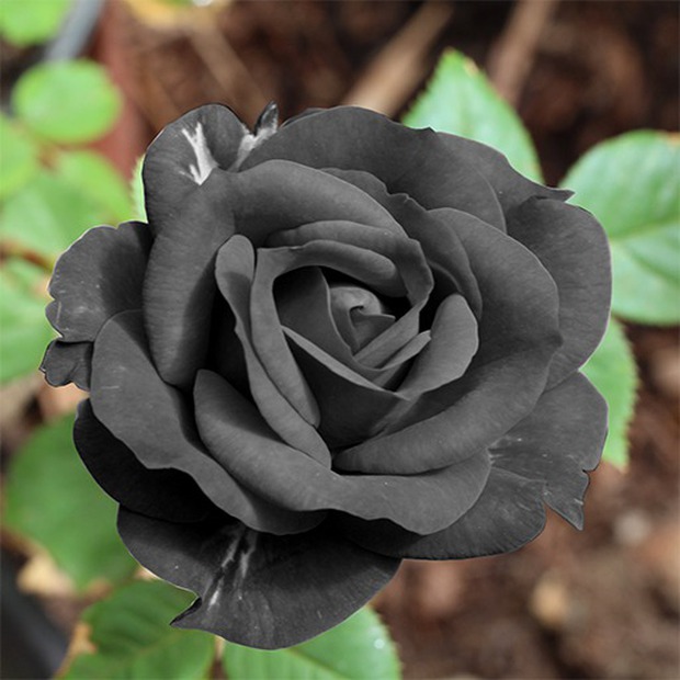 Dân mạng xôn xao về loài hoa hồng đen vừa bí ẩn vừa khó tìm, chỉ mọc ở 1 nơi duy nhất trên thế giới, sự thật có như người ta nghĩ? - Ảnh 1.
