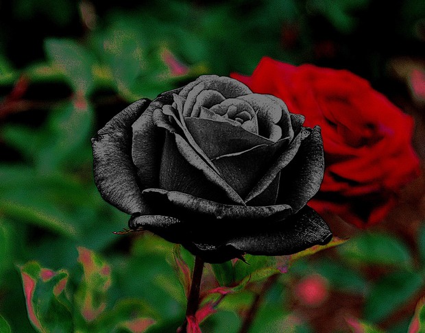 Dân mạng xôn xao về loài hoa hồng đen vừa bí ẩn vừa khó tìm, chỉ mọc ở 1 nơi duy nhất trên thế giới, sự thật có như người ta nghĩ? - Ảnh 3.