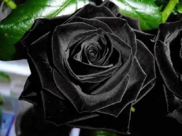 Dân mạng xôn xao về loài hoa hồng đen vừa bí ẩn vừa khó tìm, chỉ mọc ở 1 nơi duy nhất trên thế giới, sự thật có như người ta nghĩ? - Ảnh 4.