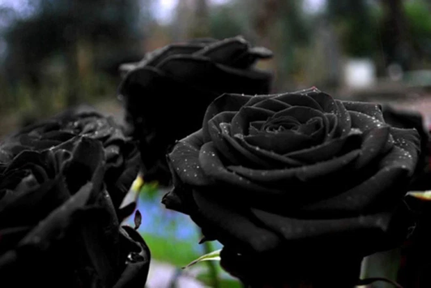 Dân mạng xôn xao về loài hoa hồng đen vừa bí ẩn vừa khó tìm, chỉ mọc ở 1 nơi duy nhất trên thế giới, sự thật có như người ta nghĩ? - Ảnh 5.