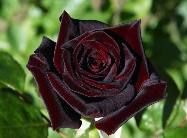 Dân mạng xôn xao về loài hoa hồng đen vừa bí ẩn vừa khó tìm, chỉ mọc ở 1 nơi duy nhất trên thế giới, sự thật có như người ta nghĩ? - Ảnh 6.