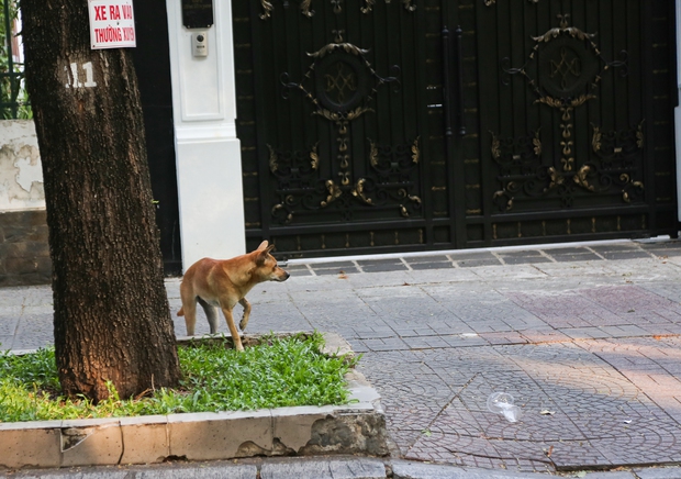Chó thả rông, không rọ mõm tràn lan ở TP.HCM: Thú cưng được chủ nhân dắt ra đường phóng uế bừa bãi - Ảnh 10.