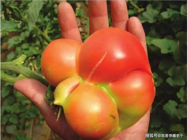Đi chợ mua rau củ, nếu thấy 5 loại có đặc điểm này thì chớ nên mua vì người bán hàng cũng chưa chắc dám ăn - Ảnh 2. Đi chợ mua rau củ, nếu thấy 5 loại có đặc điểm này thì chớ nên mua vì người bán hàng cũng chưa chắc dám ăn - Ảnh 2.