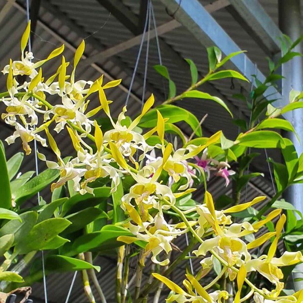 4 loại hoa đẹp đến mấy cũng cấm kỵ cắm trên bàn thờ kẻo mạo phạm bề trên, vận hạn cũng từ đây mà giáng xuống - Ảnh 1. 4 loại hoa đẹp đến mấy cũng cấm kỵ cắm trên bàn thờ kẻo mạo phạm bề trên, vận hạn cũng từ đây mà giáng xuống - Ảnh 1.