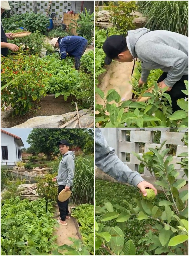 Trường Giang khoe vườn cây bên trong căn biệt thự khủng, tiết lộ 1 chi tiết liên quan đến ái nữ? - Ảnh 4.