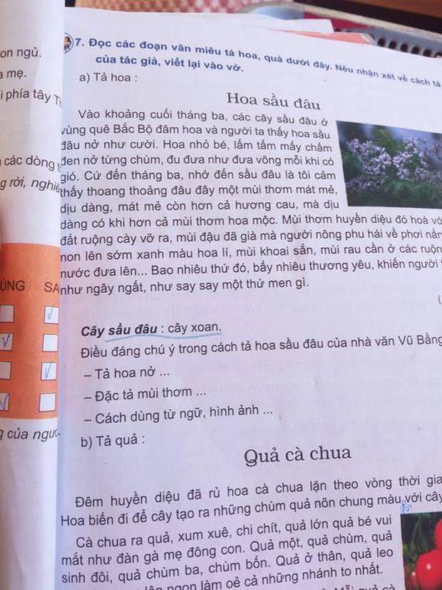 Giải nghĩa Tiếng Việt cây sầu đâu là cây xoan trong SGK lớp 4 gây lú lẫn: Hiểu được đúng cũng phải cao siêu lắm! - Ảnh 1.