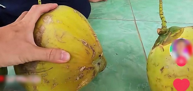 Tiết lộ cách chọn dừa cực nhiều nước lại siêu ngọt, chỉ dân trồng dừa mới rõ, đến người bán cũng bị hớ vì không biết - Ảnh 2.