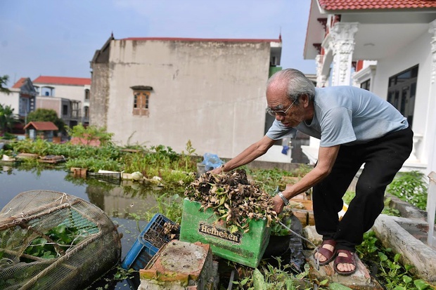 Cụ ông 87 tuổi chịu chơi mang cả cái ao đặt trên mái nhà rồi trồng rau nuôi cá: Nhiều người nói tôi liều lĩnh - Ảnh 6.