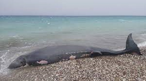 Cá voi mõm khoằm dạt vào bờ biển, đội cứu hộ kiểm tra mới phát hiện sự thật chua xót về con vật - Ảnh 1.