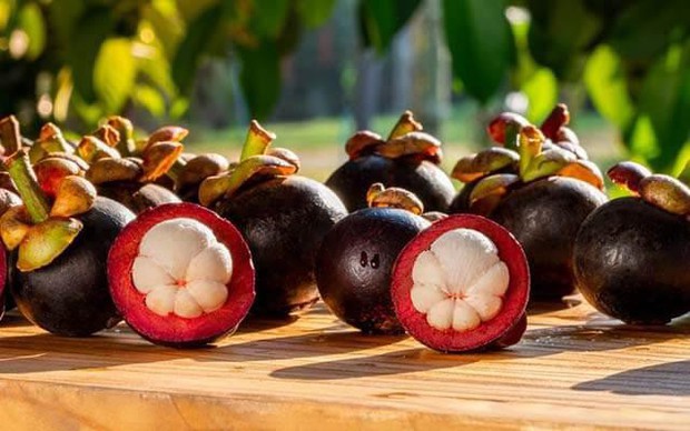 Những đại kỵ khi ăn măng cụt, bạn nhất định phải biết để đừng rước độc vào người - Ảnh 2.