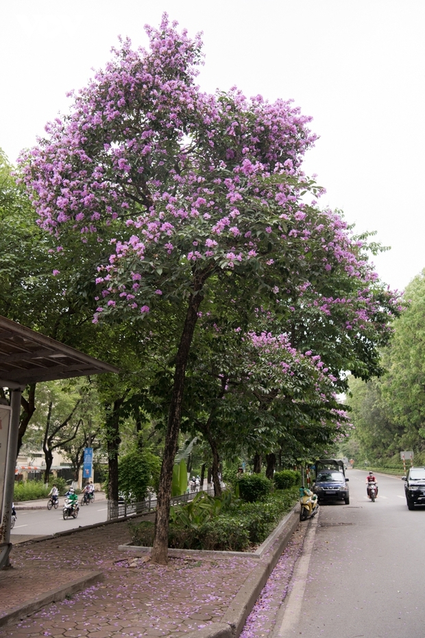 Hoa bằng lăng khoe sắc, nhuộm tím đường phố Hà Nội - Ảnh 11.