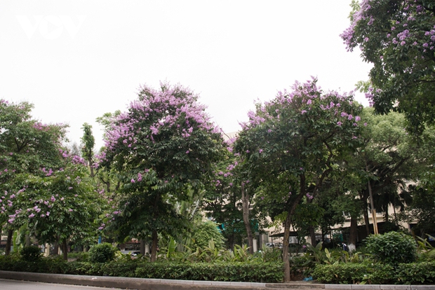 Hoa bằng lăng khoe sắc, nhuộm tím đường phố Hà Nội - Ảnh 10.