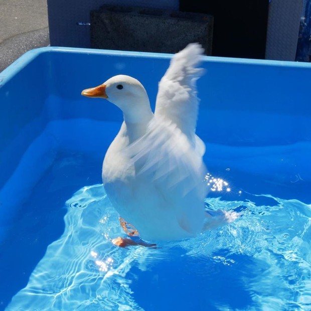 The trend of raising call ducks - Call Duck: The rich's hobby, accepting the bad smell, the deafening noises because they are too cute - Photo 4.